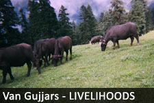 Livelihoods